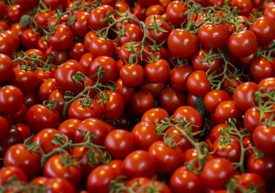 tomatoes, wallpaper hd, 4k wallpaper 1920x1080-8181194.jpg